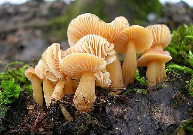 2005 :  Un anno di funghi